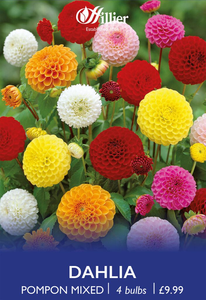 Dahlia Pompon Mixed Bulbs 8718641970522 2
